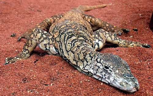 A huge lizard living in the Australian desert