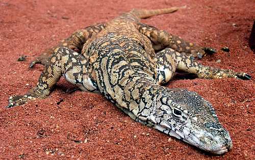 Australian Desert Perentie Animals