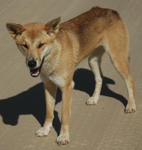 A wild dingo doesn't carry any excess flesh.