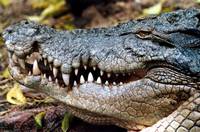 australian-saltwater-crocodile.jpg