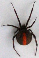 female redback