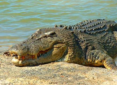  saltwater crocodiles are by far the most dangerous Australian animals.