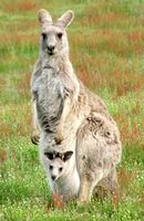 Grey Kangaroo With Joey