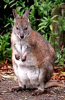 A Pademelon A Pademelon