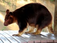 Tree Kangaroo Tree Kangaroo