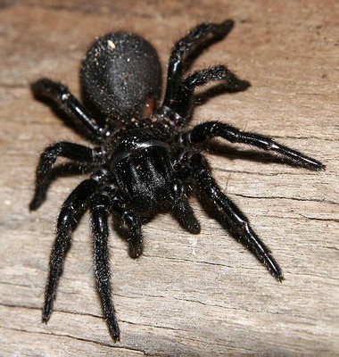 Giftige edderkopper i australia