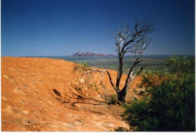Vegetation atop Uluru, with Kata Tjuta in the background.