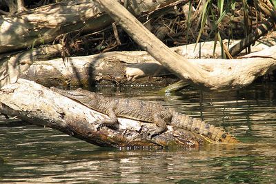 Freshwater Crocodile At Katherine Gorge