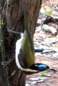 Blue Faced Honeyeater