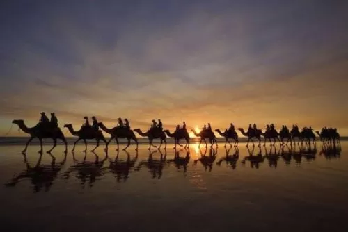 Camel Safari on Broome's Cable Beach, Australia Camel Safari on Broome's Cable Beach, Australia