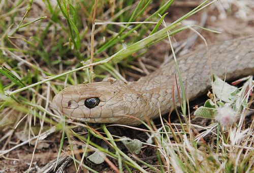 The second most venomous Australian snake: the Eastern Brown Snake