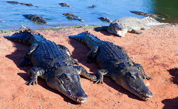 Salties at a Crocodile Farm