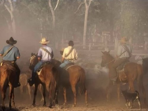 A Group of Stockmen Mustering Cattle A Group of Stockmen Mustering Cattle