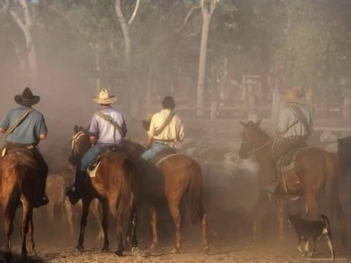 A Group of Stockmen Mustering Cattle