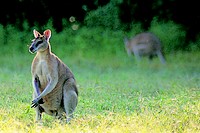 Agile Wallaby Agile Wallaby