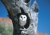 Barn Owl Barn Owl