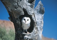 Barn Owl