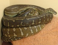 Python Python