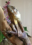 Frill-Neck Lizard