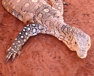Perentie Perentie