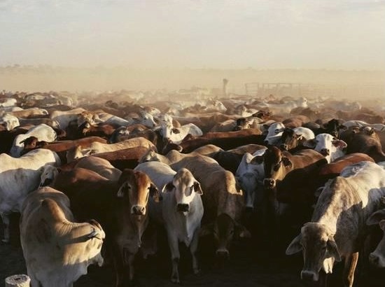 Brahman Cattle are herded into a pen on a Simpson Desert cattle station