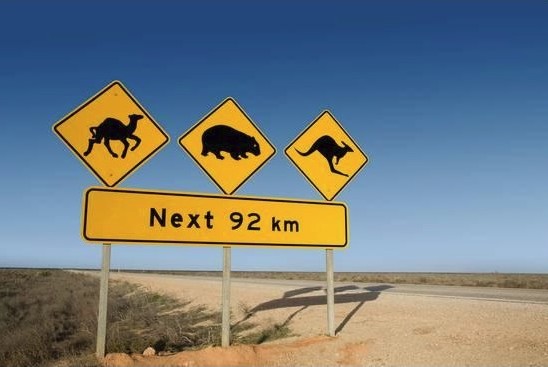 Kangaroo Warning Sign Australia
