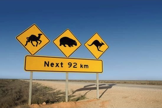 Kangaroo Warning Sign Australia Kangaroo Warning Sign Australia