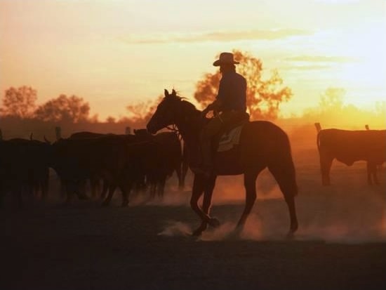 Drover Mustering Cattle,South Australia, Australia Drover Mustering Cattle,South Australia, Australia