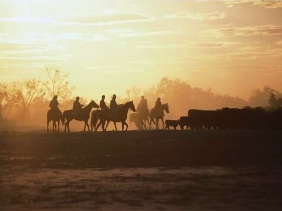 Stockmen and Cattle, Outback South Australia