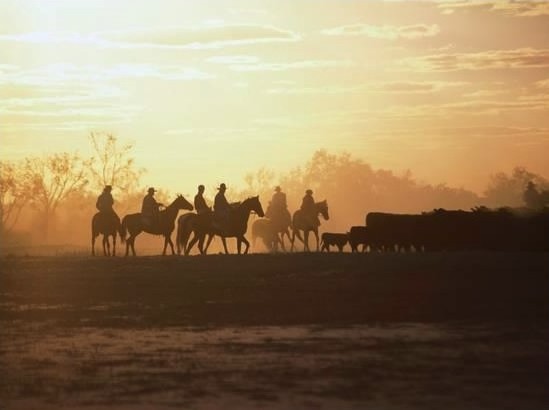 Stockmen and Cattle, Outback South Australia Stockmen and Cattle, Outback South Australia