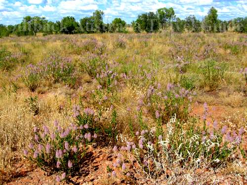 Outback View: Australian Wildflowers Outback View: Australian Wildflowers
