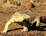 Big Goanna