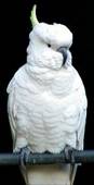 Sulphur Crested Cockatoo Sulphur Crested Cockatoo