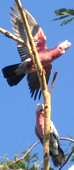 Pink Galahs