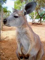 Kangaroo, another popular Australian animal.