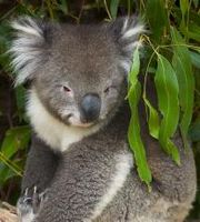 Koala, the most popular of the Australia animals