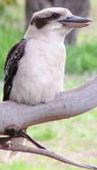 Kookaburra