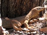 Small Goanna