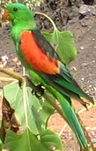 Red Winged Parrot