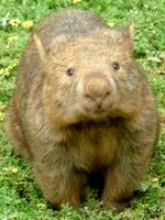 Wombat Wombat