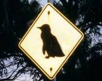 Tasmanian road sign. Not what you expected in the Australian climate? Tasmanian road sign. Not what you expected in the Australian climate?