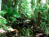 The tropical Australian climate grows magnificent rainforests like this one at the Daintree River The tropical Australian climate grows magnificent rainforests like this one at the Daintree River