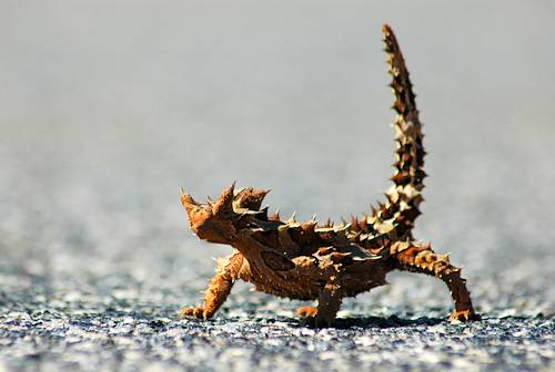 The most amazing Australian desert animal