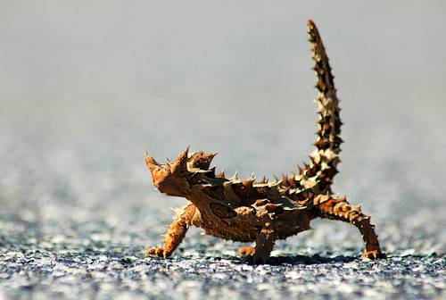 The most amazing Australian desert animal The most amazing Australian desert animal