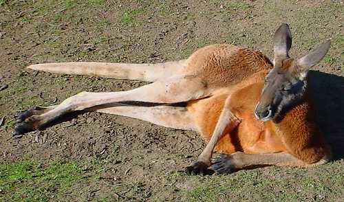Red Kangaroo Red Kangaroo