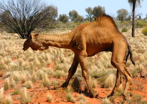 Camel in Outback Australia