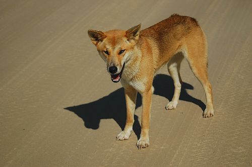 Australian Desert Dingo