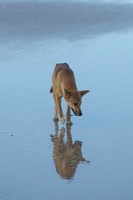 A wild Australian dingo. Soon an image of the past?