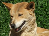 The Australian Dingo