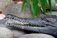 Young Australian Johnston or Freshwater Crocodile Young Australian Johnston or Freshwater Crocodile